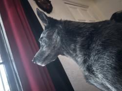 Reunited Male Dog last seen Pine St SE, Albuquerque, NM 87106, USA, Albuquerque, NM 87106