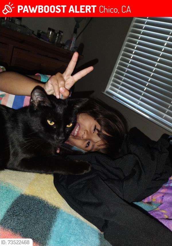 Lost Female Cat last seen W 4th ave, Chico, CA 95926