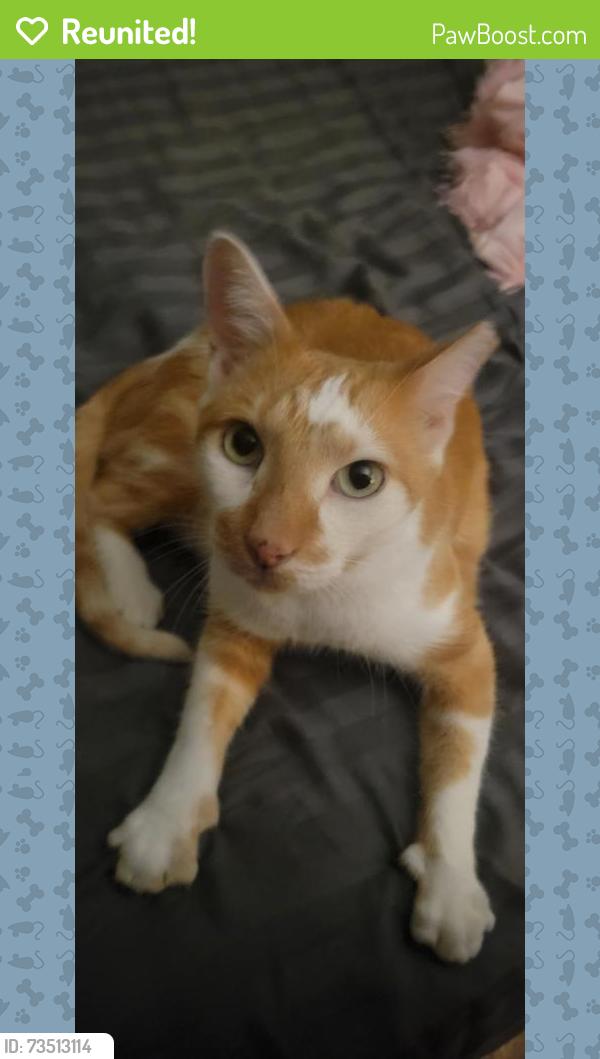Reunited Male Cat last seen End of Quinton court by Bear Creek, Columbia, MO 65202