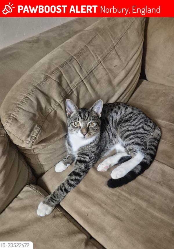 Lost Male Cat last seen Norbury, Norbury, England 