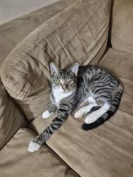 Lost Male Cat last seen Norbury, Norbury, England 