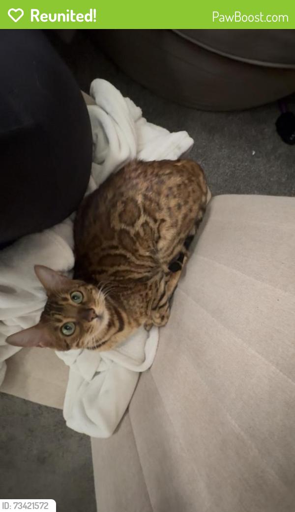 Reunited Unknown Cat last seen Fairway Dr, Stony Plain, AB T7Z 2X2
