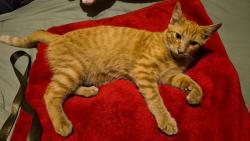 Found/Stray Male Cat last seen Atlantic/Eastern/Washington, Commerce, CA 90040