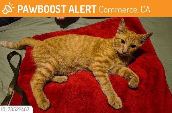 Found/Stray Male Cat last seen Atlantic/Eastern/Washington, Commerce, CA 90040