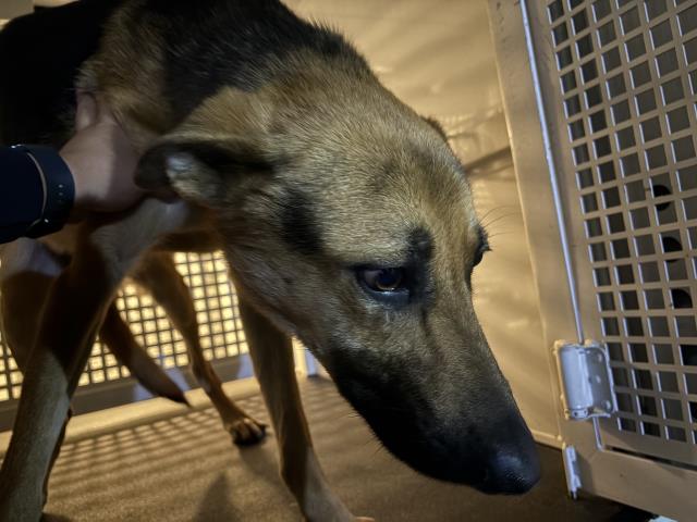 Shelter Stray Male Dog last seen Near BLOCK HARVILL AVE, PERRIS, CA, 6851 Van Buren Boulevard, Jurupa Valley, CA 92509, USA