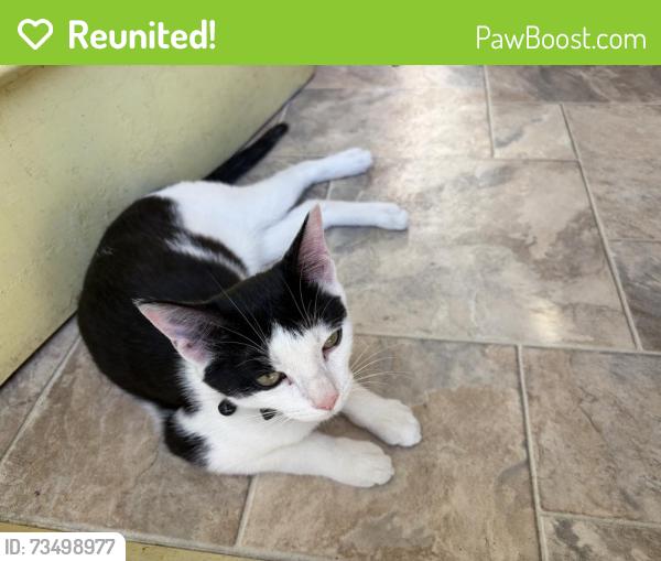 Reunited Female Cat last seen Kidder Rd and Riverview Rd, Edgerton, WI 53534