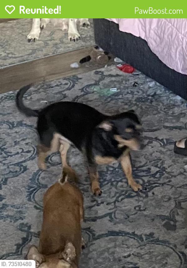Reunited Male Dog last seen Patriot blvd, Reno, NV 89511