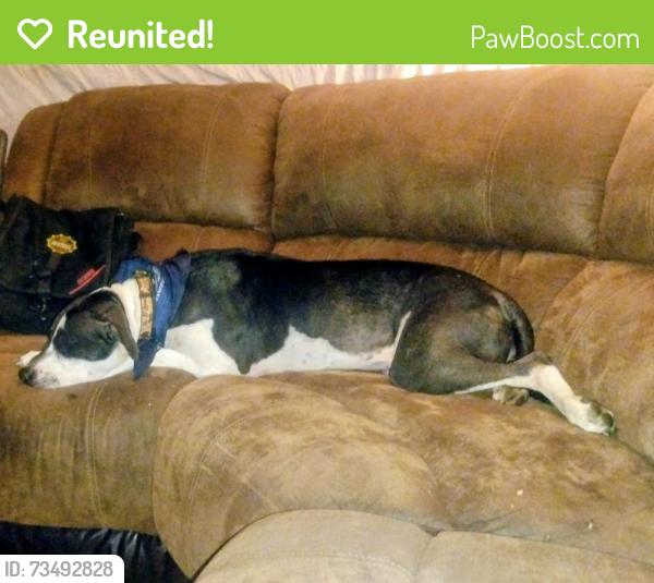 Reunited Female Dog last seen Bannister and Grandview road, Kansas City, MO 64137