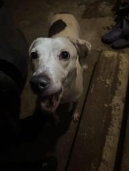 Found/Stray Female Dog last seen Came up to my hse, Valdosta, GA 31602