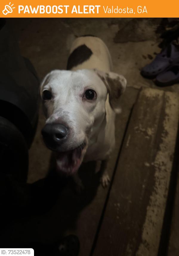 Found/Stray Female Dog last seen Came up to my hse, Valdosta, GA 31602