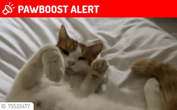 Lost Male Cat last seen HookWood lane, Morley Saint Peter, England NR18 9UB