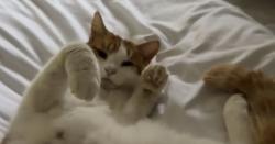 Lost Male Cat last seen HookWood lane, Morley Saint Peter, England NR18 9UB