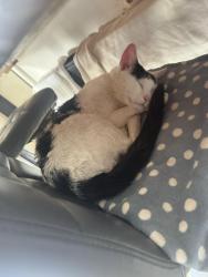 Reunited Male Cat last seen Ystrad, Ystrad, Wales CF41 7SJ