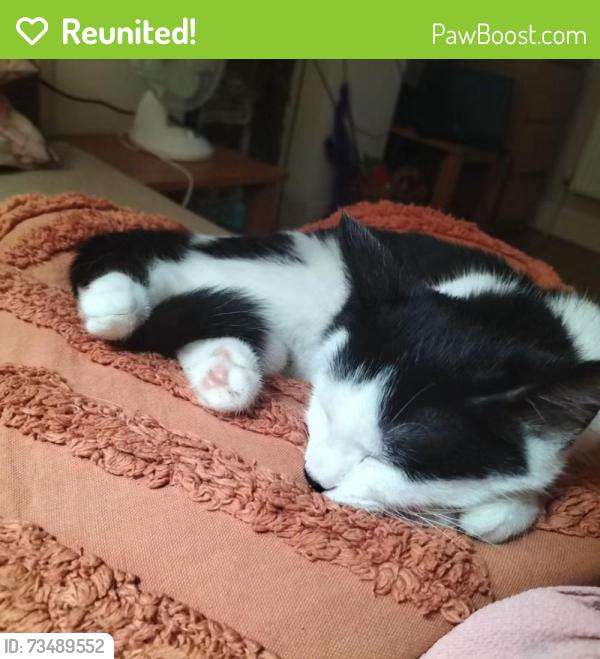 Reunited Female Cat last seen Trinity park, Hertfordshire, England CM23 3TJ