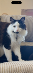 Lost Female Cat last seen Monterey / Flintwell, San Jose, CA 95138