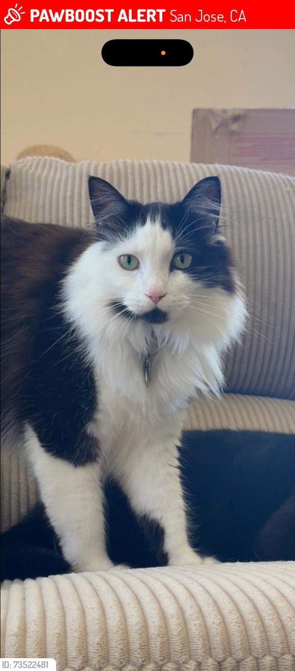 Lost Female Cat last seen Monterey / Flintwell, San Jose, CA 95138