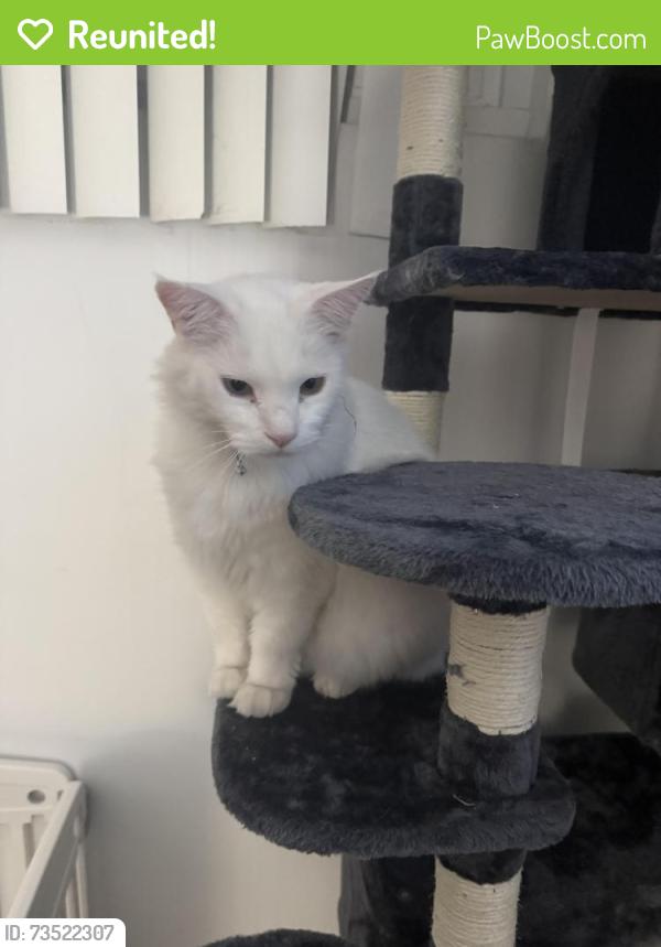 Reunited Male Cat last seen 250th st, Lomita, CA 90717
