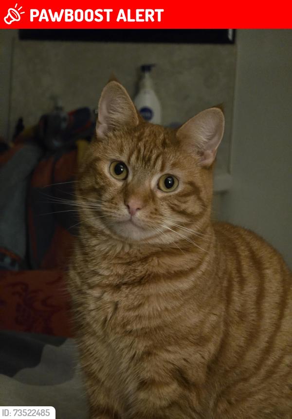 Lost Male Cat last seen Cookstown school, Coolnafranky, Northern Ireland BT80 8PF