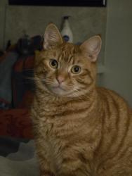 Lost Male Cat last seen Cookstown school, Coolnafranky, Northern Ireland BT80 8PF