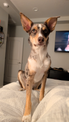 Reunited Male Dog last seen Florida Ave & Ustick Rd, Caldwell, ID 83607