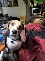Lost Female Dog last seen My backyard, Denton, TX 76209