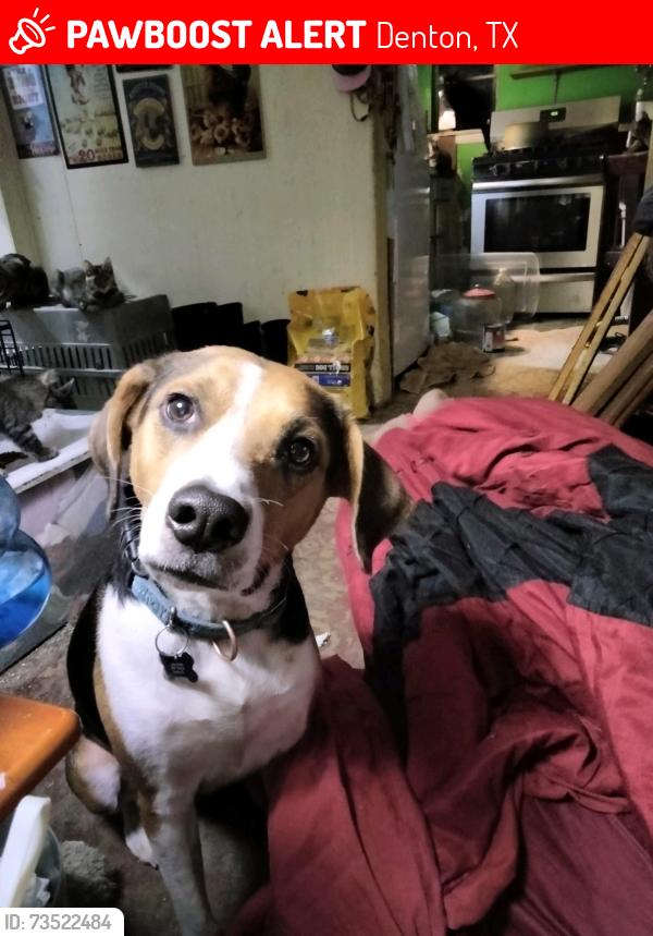Lost Female Dog last seen My backyard, Denton, TX 76209
