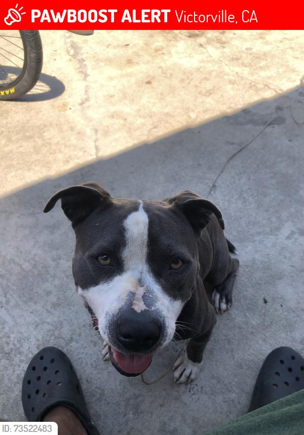 Lost Female Dog last seen Tamarack Dr residential area by golf course, Victorville, CA 92395