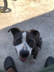 Lost Female Dog last seen Tamarack Dr residential area by golf course, Victorville, CA 92395