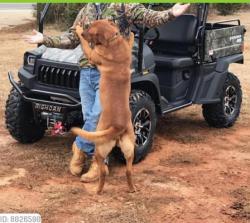 Lost Male Dog last seen Stout Parkway, Stout Pkwy SW, GA 30127