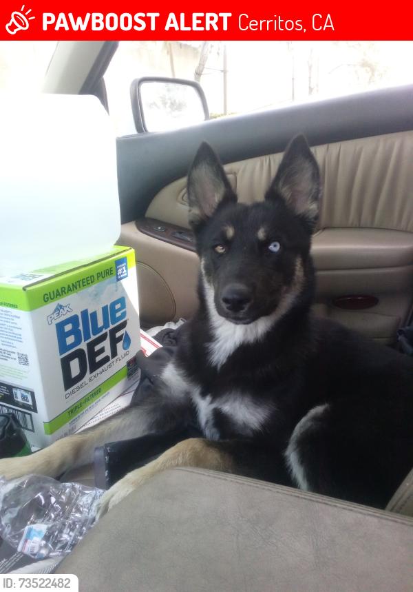 Lost Female Dog last seen 16910-16920 Gridley Road Cerritos, CA, Cerritos, CA 90703
