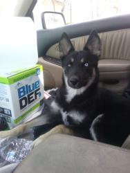 Lost Female Dog last seen 16910-16920 Gridley Road Cerritos, CA, Cerritos, CA 90703