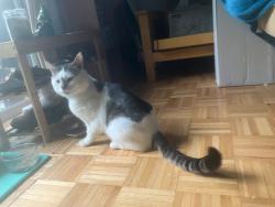 Reunited Male Cat last seen Sylvan & Pine, Bremerton, WA 98310