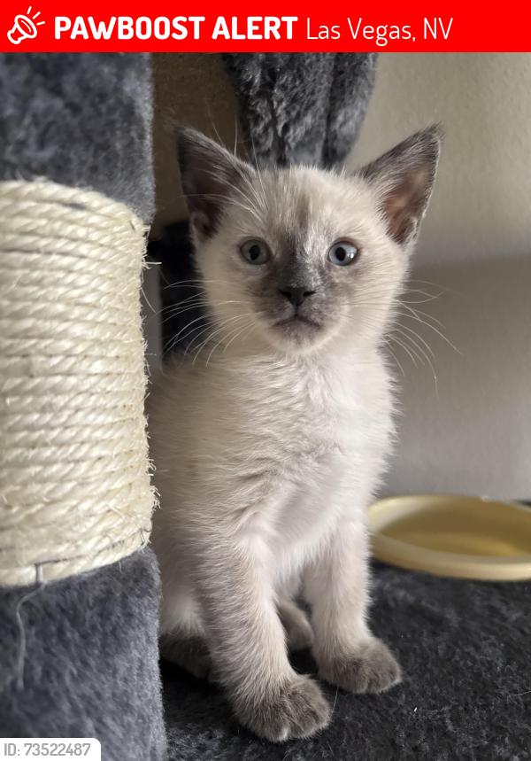 Lost Female Cat last seen Lamb and Carey, Las Vegas, NV 89115