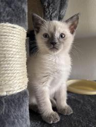 Lost Female Cat last seen Lamb and Carey, Las Vegas, NV 89115