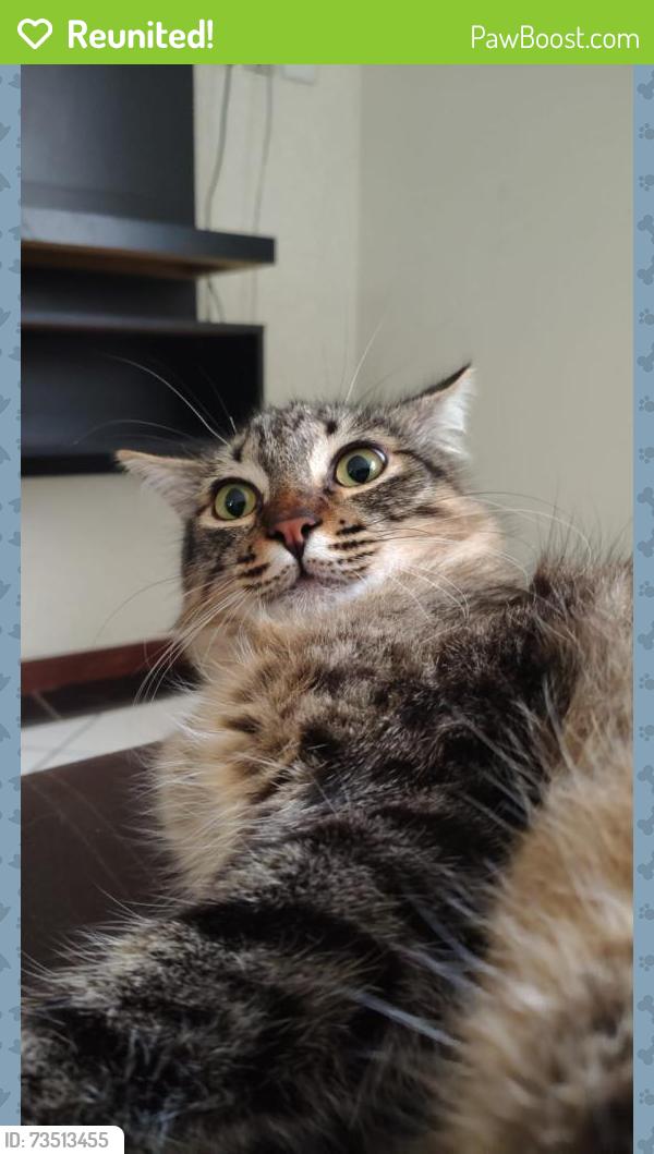 Reunited Male Cat last seen Rua Virgínio Vescovi, perto de uma capelinha, Jardim Tamoio, SP 13101-259