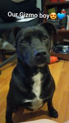 Reunited Male Dog last seen Chestnut ave ssf, South San Francisco, CA 94080