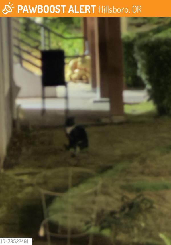 Found/Stray Unknown Cat last seen Commons at Verandas apmts, Hillsboro, OR 97124
