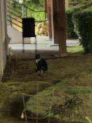 Found/Stray Unknown Cat last seen Commons at Verandas apmts, Hillsboro, OR 97124