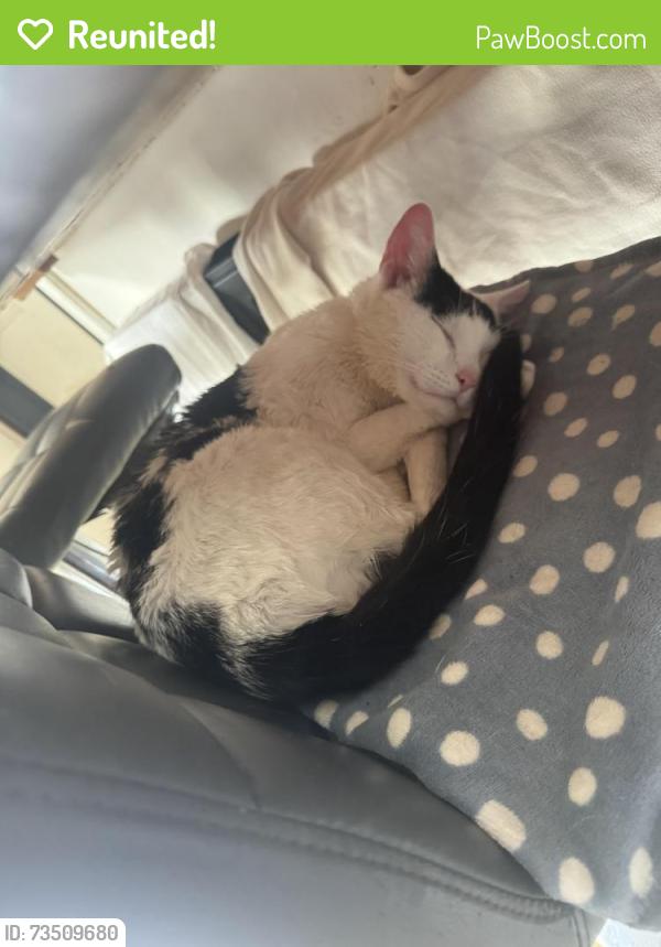 Reunited Male Cat last seen Ystrad, Ystrad, Wales CF41 7SJ