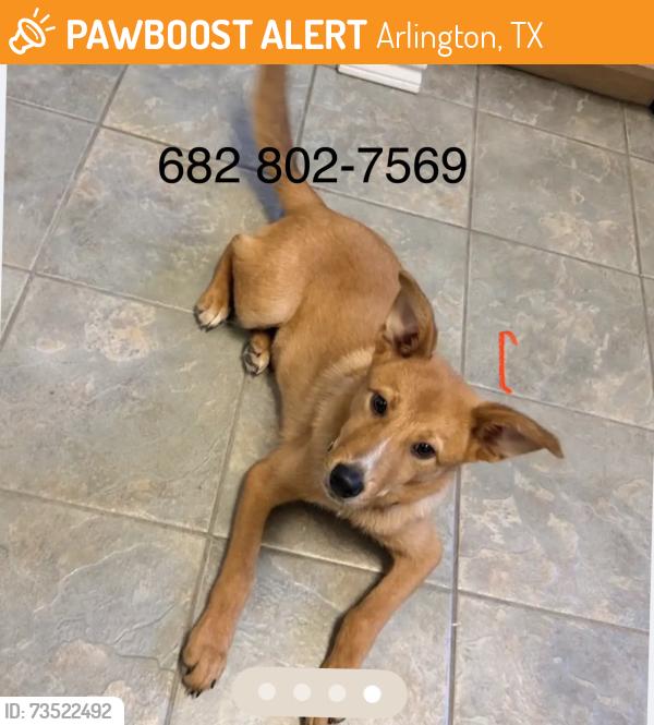 Found/Stray Male Dog last seen Brought to Farrell Animal hosp for scan, Arlington, TX 76013