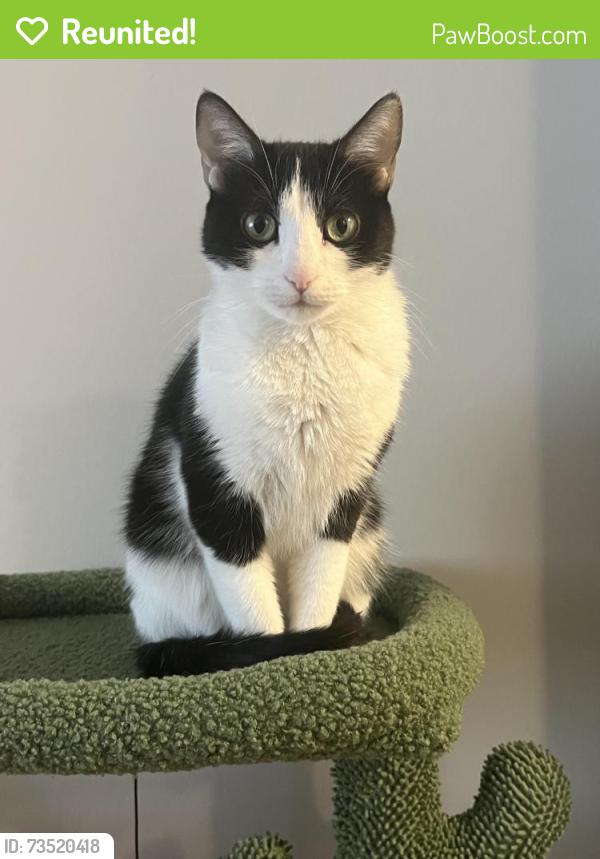 Reunited Female Cat last seen Queen St. & 93rd, Minneapolis, MN 55431