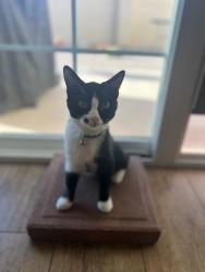 Reunited Female Cat last seen Jensen st and Inglewood St, Mesa, AZ 85207