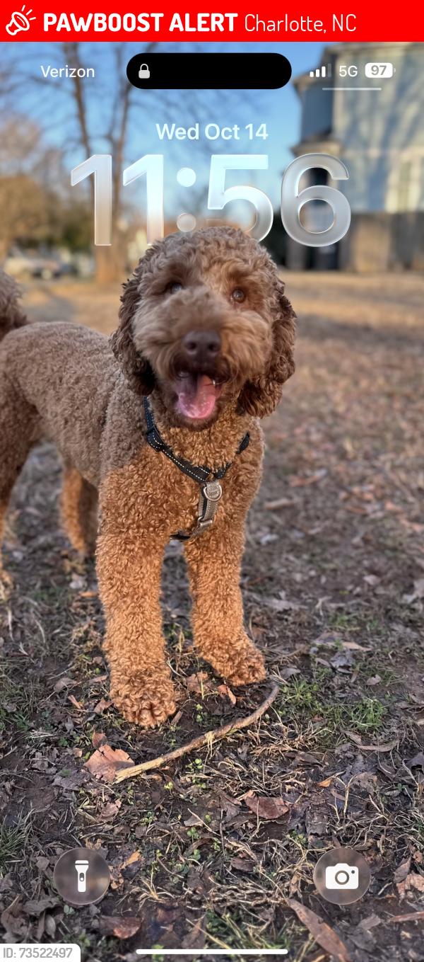 Lost Male Dog last seen Picasso and north Davidson, Charlotte, NC 28205