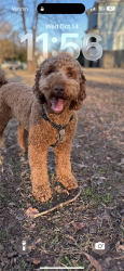 Lost Male Dog last seen Picasso and north Davidson, Charlotte, NC 28205