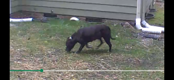 Found/Stray Unknown Dog last seen Highfield Avenue and Ferncroft, Cary, NC 27519