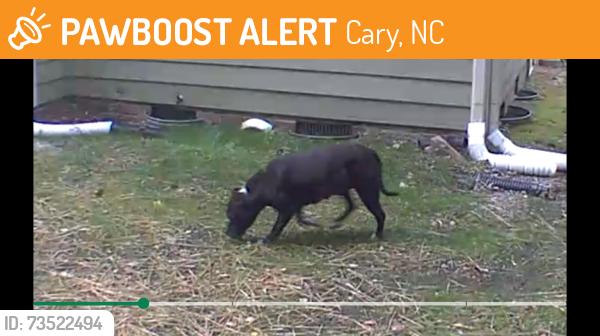 Found/Stray Unknown Dog last seen Highfield Avenue and Ferncroft, Cary, NC 27519