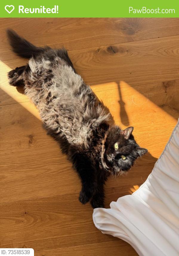Reunited Male Cat last seen Turn onto kent Hatch road off of limpsfield high street then turn right onto brick kiln lane take the first right after the car park then lastly turn left into our road just before the speed bump, Surrey, England RH8 0QY
