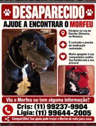 Lost Male Dog last seen Hotel villagio embu rancho silvestre, Vila Votorantim, SP 06844-310