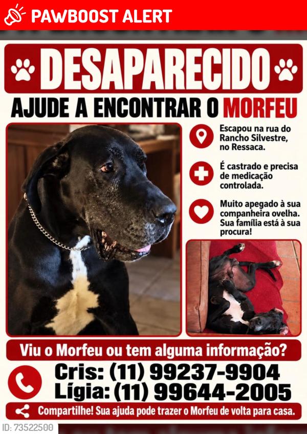 Lost Male Dog last seen Hotel villagio embu rancho silvestre, Vila Votorantim, SP 06844-310