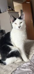 Lost Male Cat last seen Near atha street, Beeston, England LS11 7BT